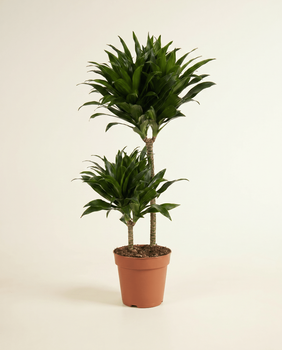 Dracaena Drachenbäume Compacta