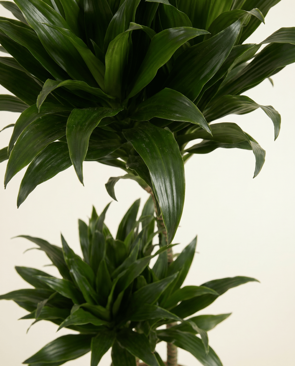 Dracaena Drachenbäume Compacta