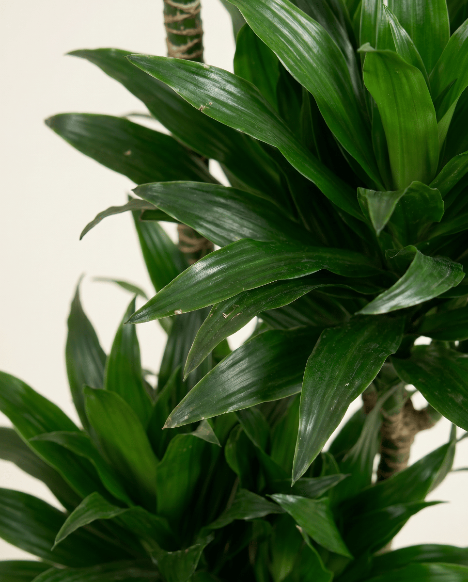 Dracaena Drachenbäume Compacta