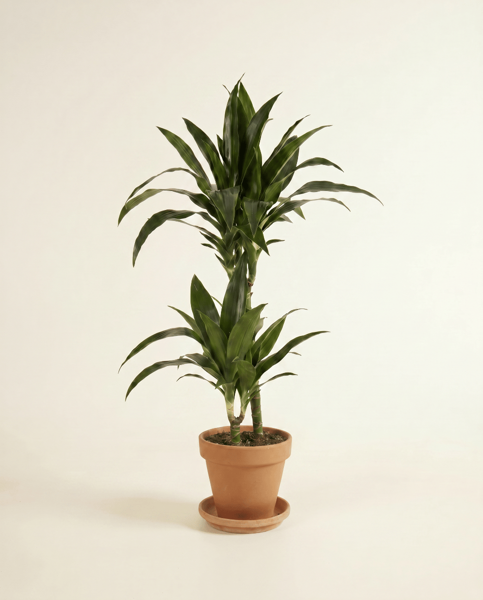 Dracaena Drachenbäume Janet Craig