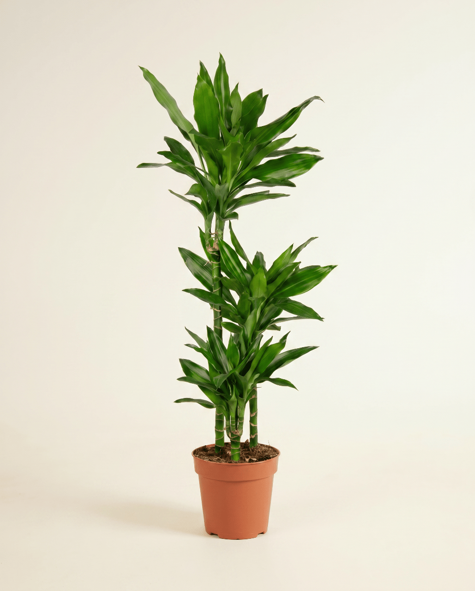 Dracaena Drachenbäume Janet Lind
