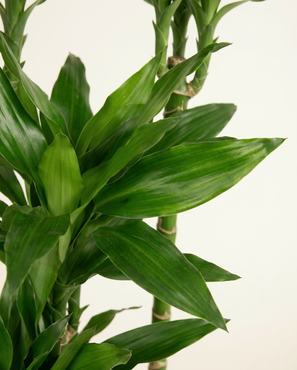 Dracaena Drachenbäume Janet Lind