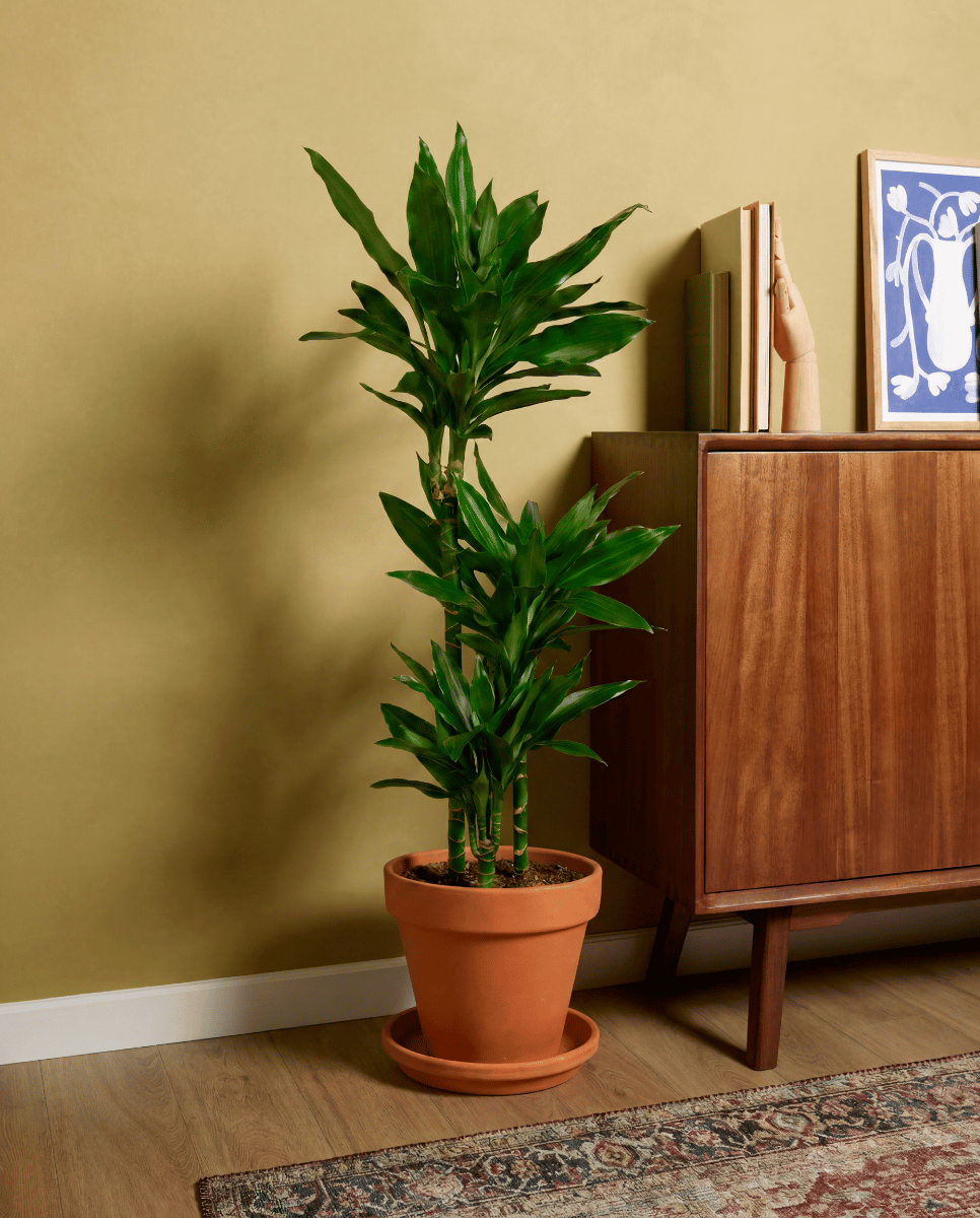 Dracaena Drachenbäume Janet Lind