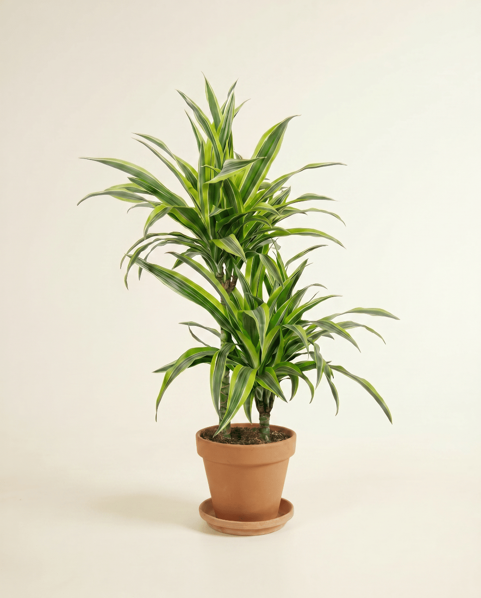 Dracaena Drachenbäume Lemon Lime