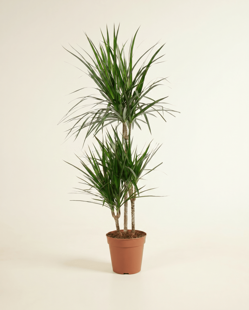 Dracaena Drachenbäume Marginata