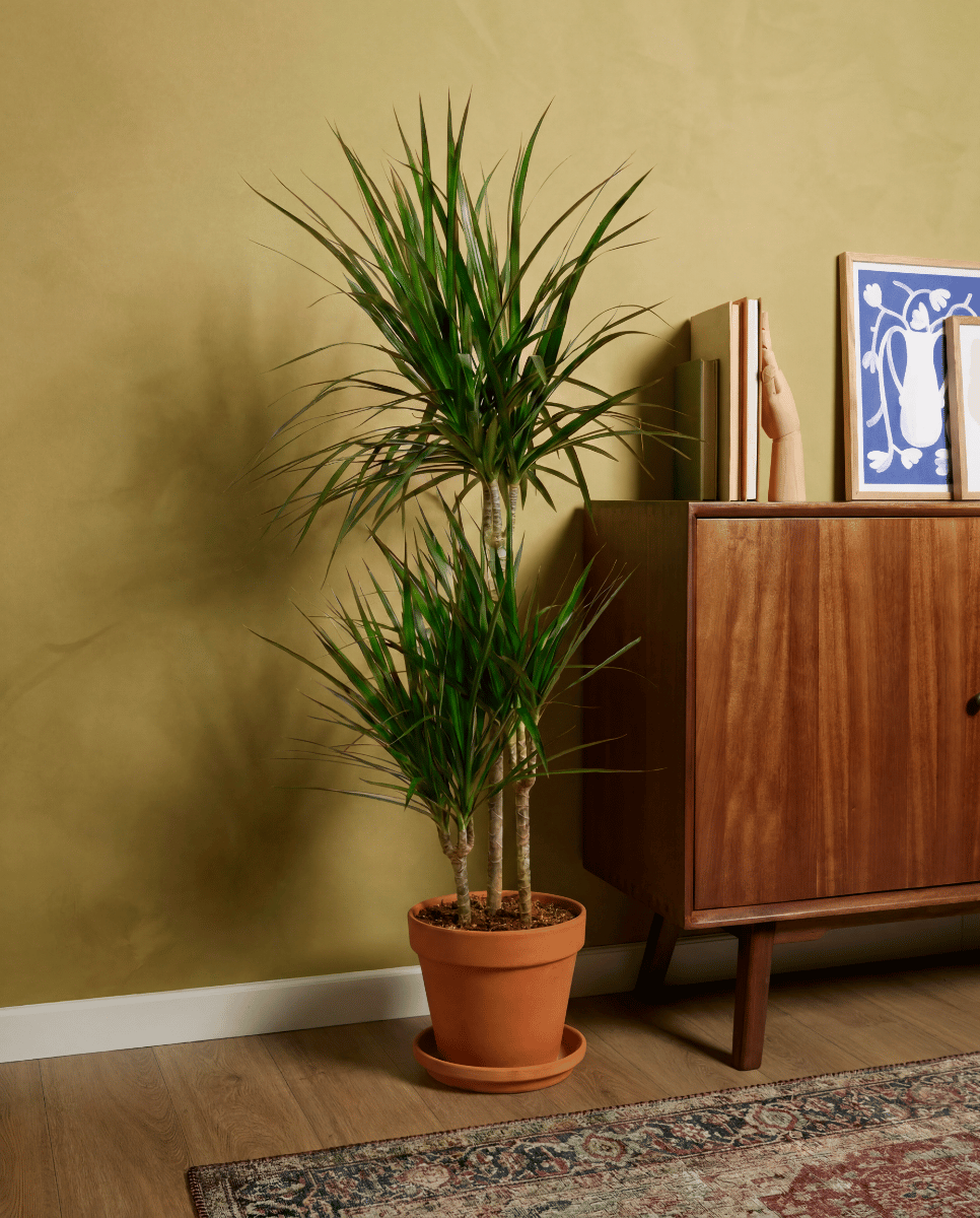 Dracaena Drachenbäume Marginata