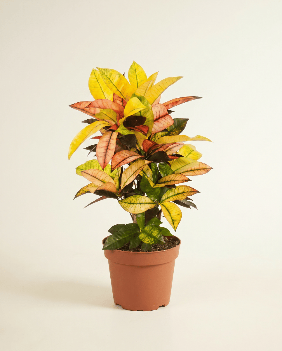 Codiaeum Kroton Variegatum Iceton