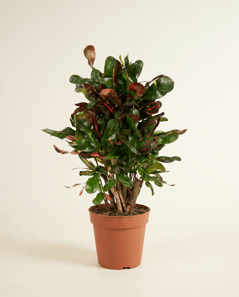 Codiaeum Kroton Variegatum Mammi