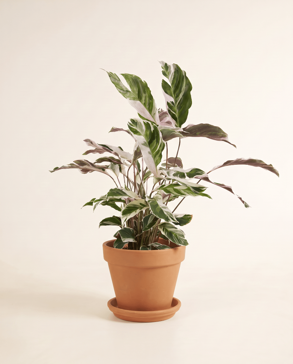 Calathea Prayer plant Stella