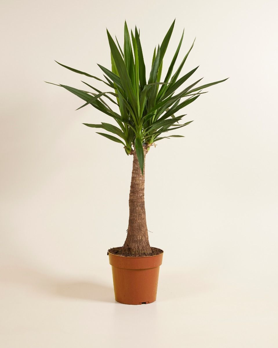 Elephantipes Palmlilie Yucca