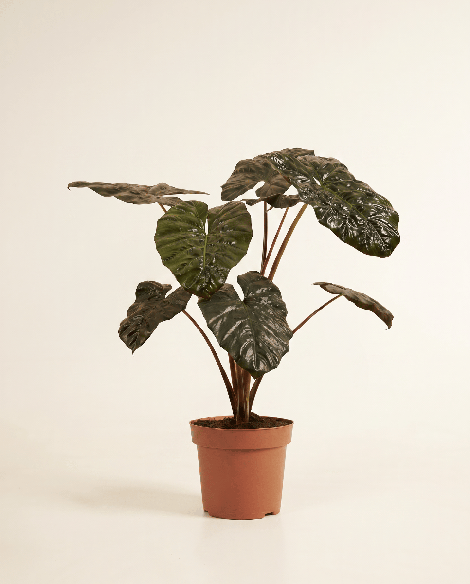 Alocasia Elefantenohr Yucatan Princess