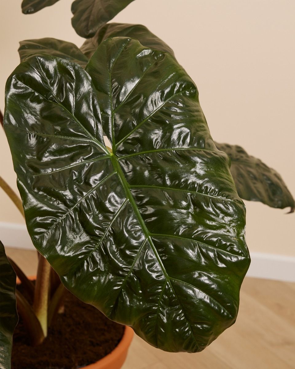 Alocasia Elefantenohr Yucatan Princess