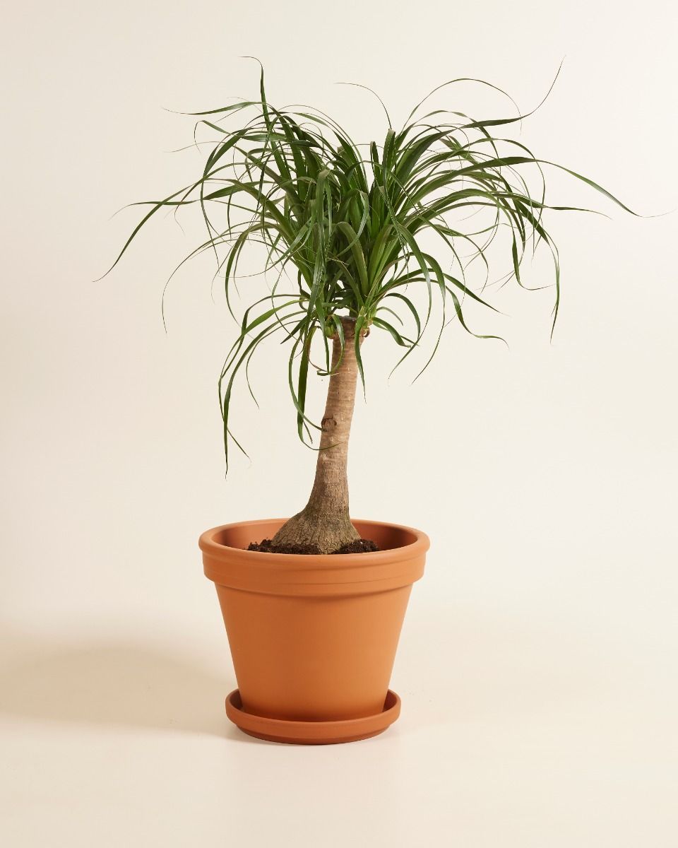 Beaucarnea Elefantenfuß  Recurvata
