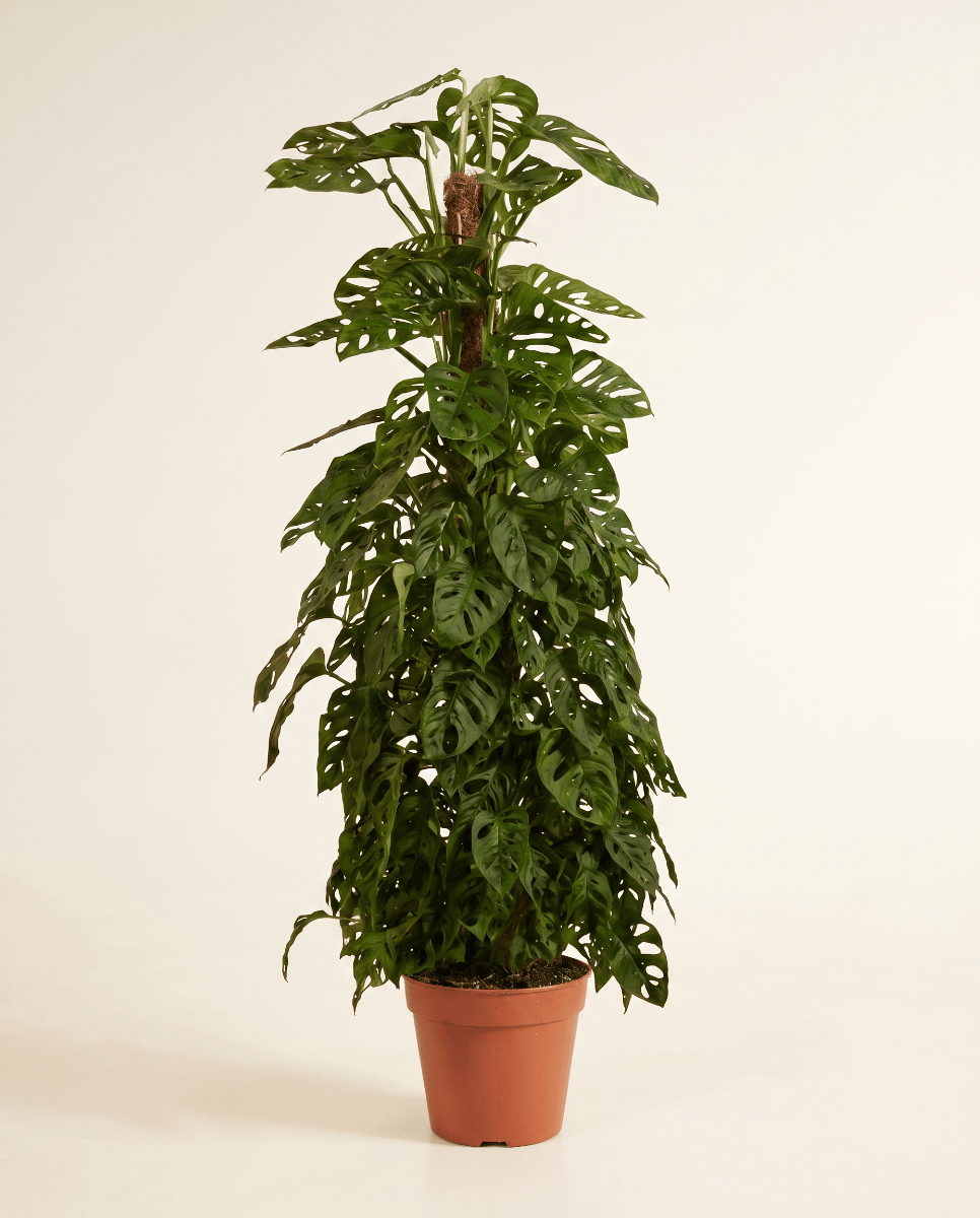 Monstera Adansonii Monkey Mask