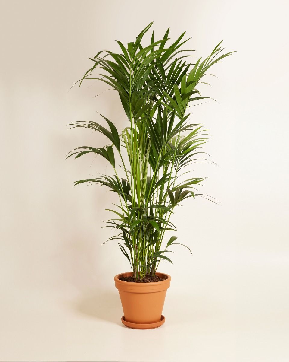 Kentia Howea Forsteriana Goldfruchtpalme Kentia