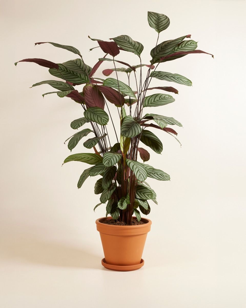 Calathea Pfeilwurze Oppenheimiana