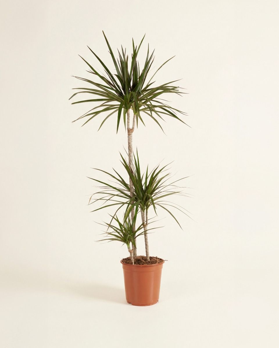 Dracaena Dragon Tree Marginata