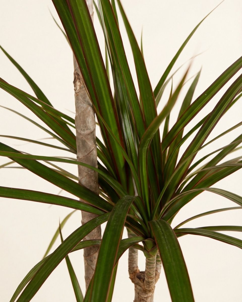 Dracaena Dragon Tree Marginata