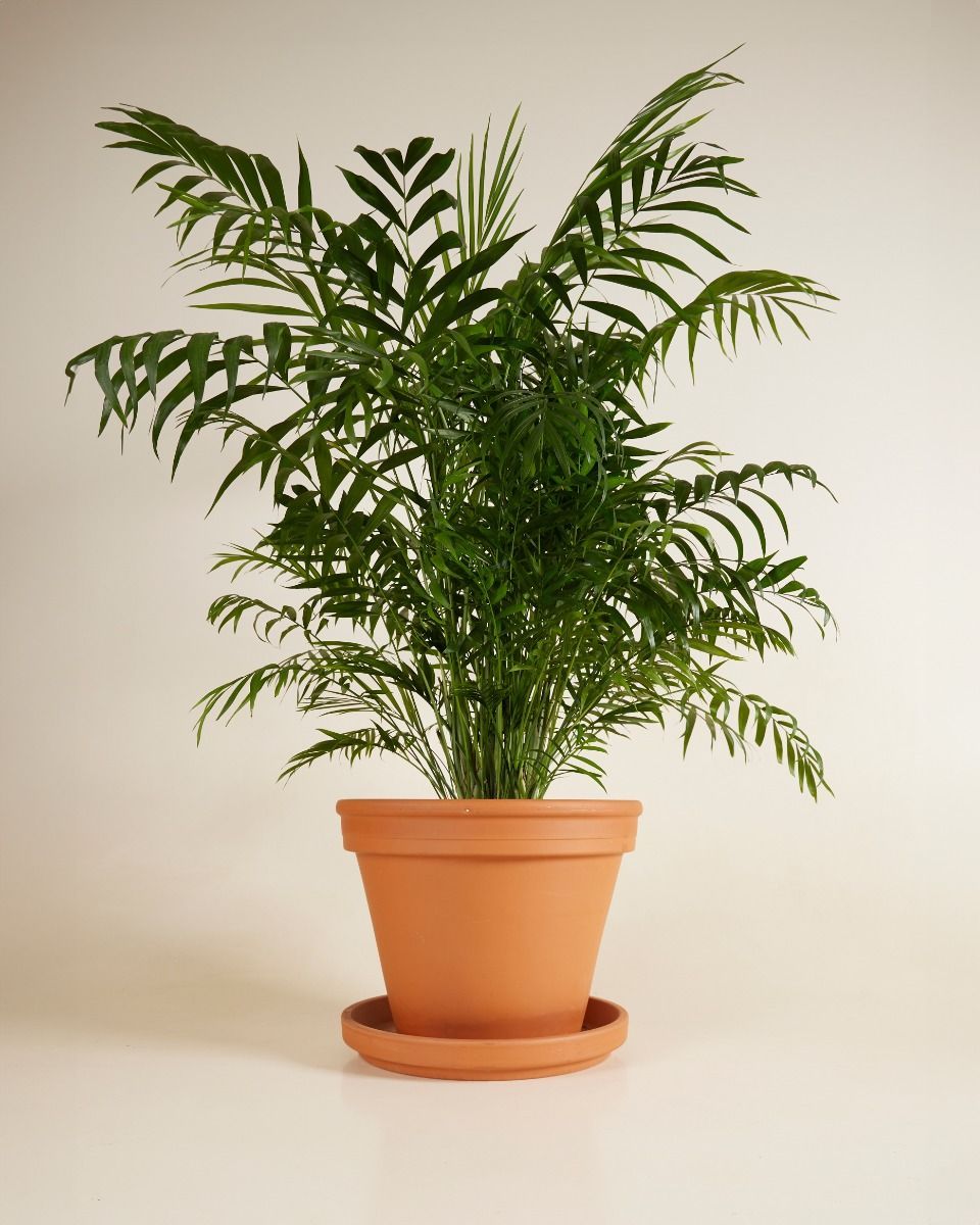 Chamaedorea Elegans