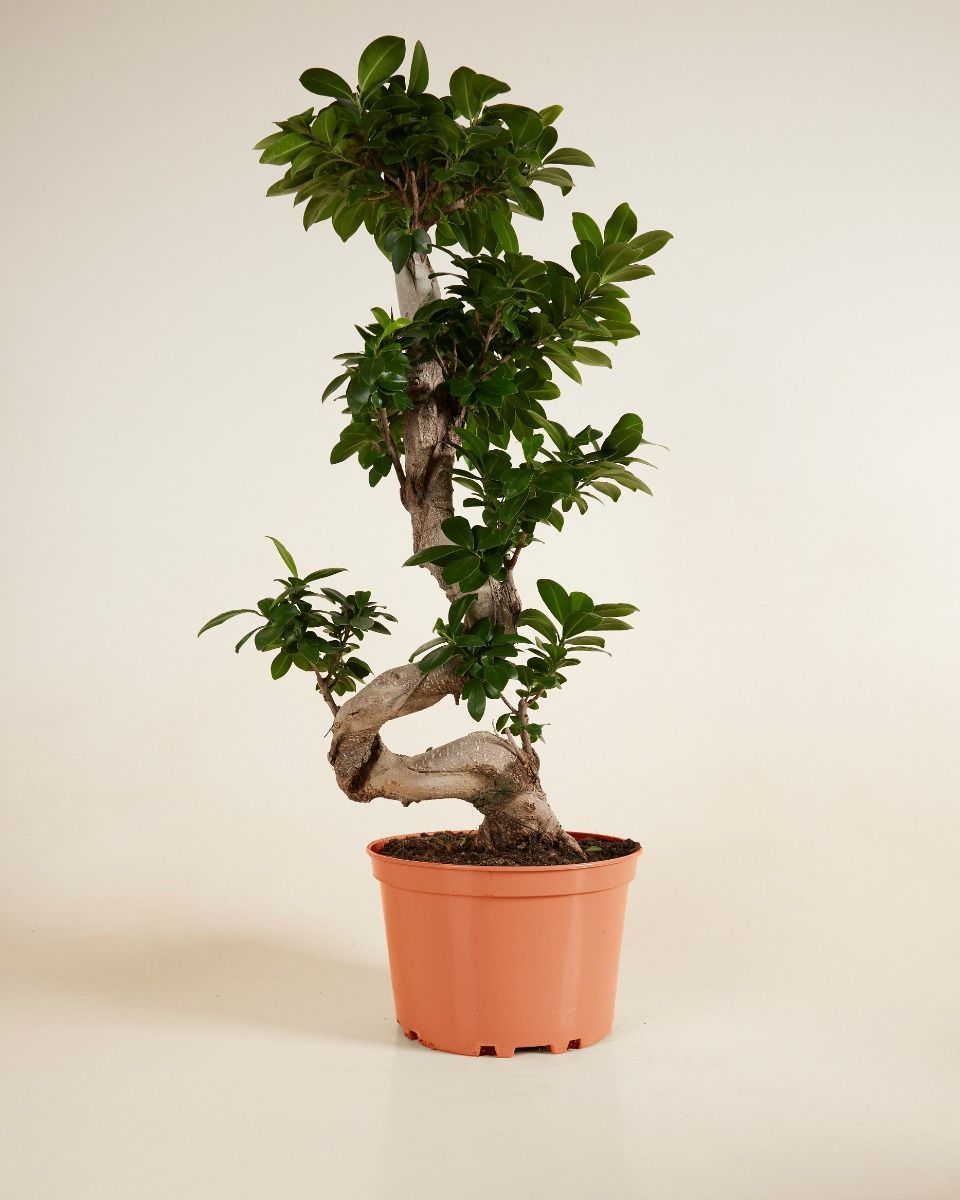 Ficus Ginseng-Feige Ginseng