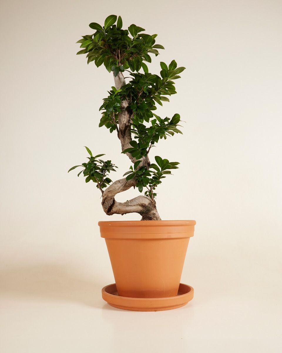 Ficus Ginseng-Feige Ginseng