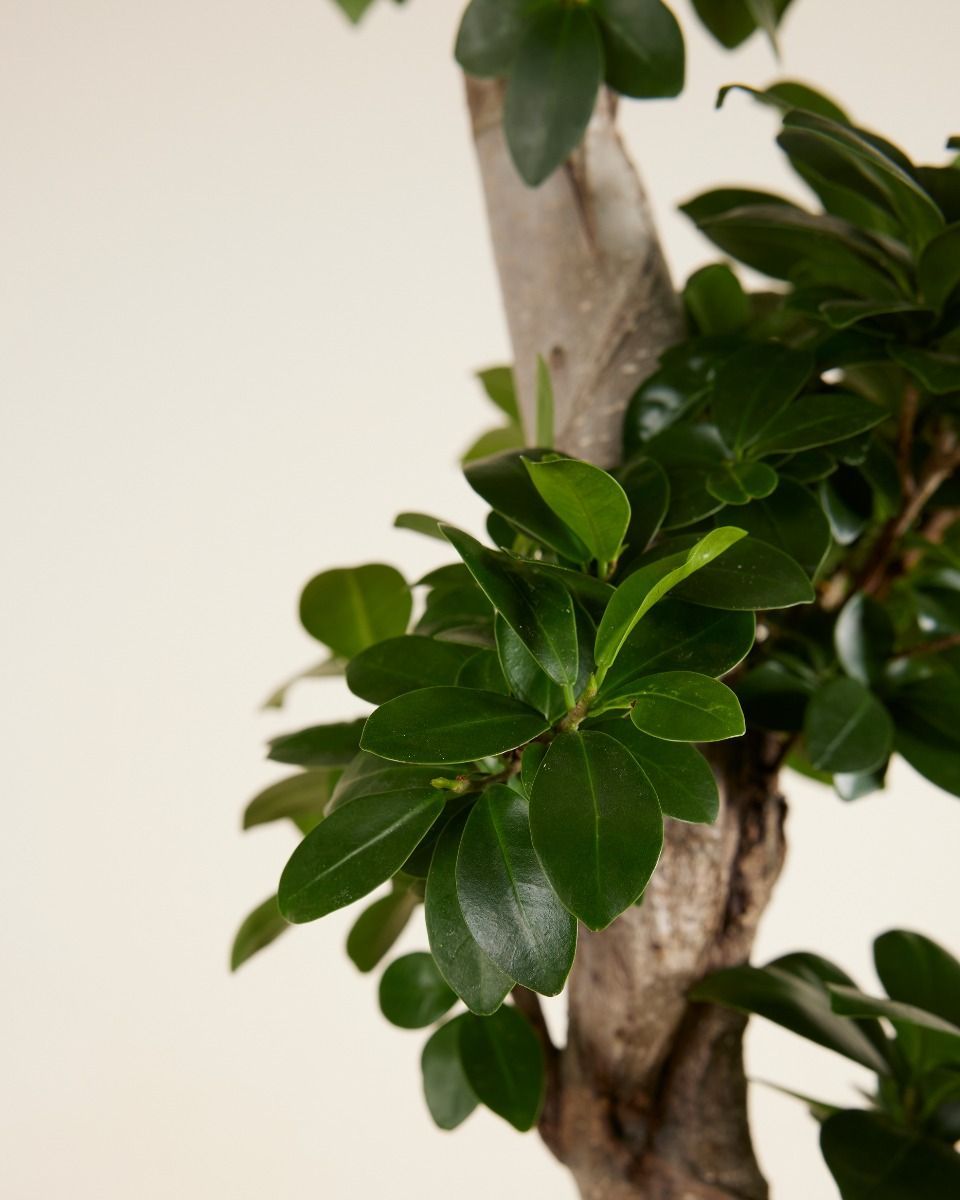 Ficus Ginseng-Feige Ginseng