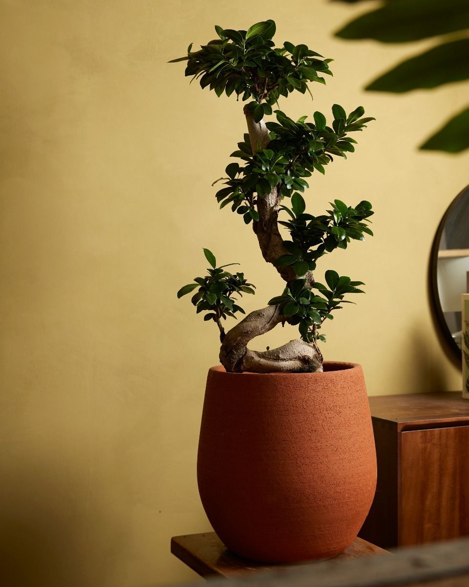 Ficus Ginseng-Feige Ginseng