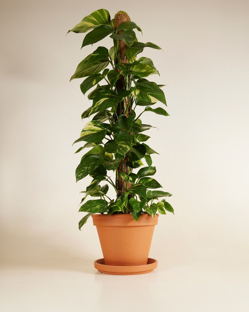 Scindapsus Efeutute Aureum