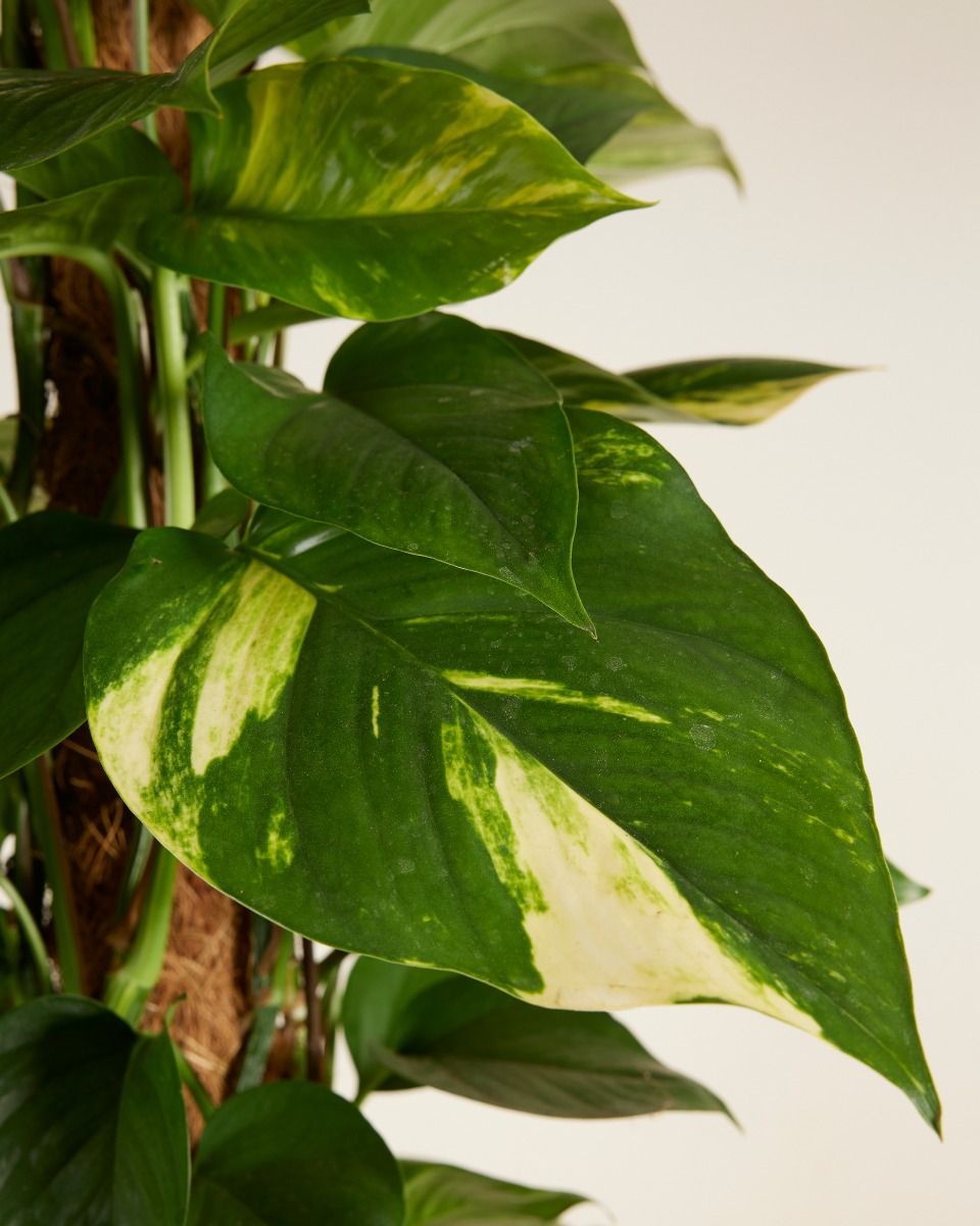 Scindapsus Efeutute Aureum
