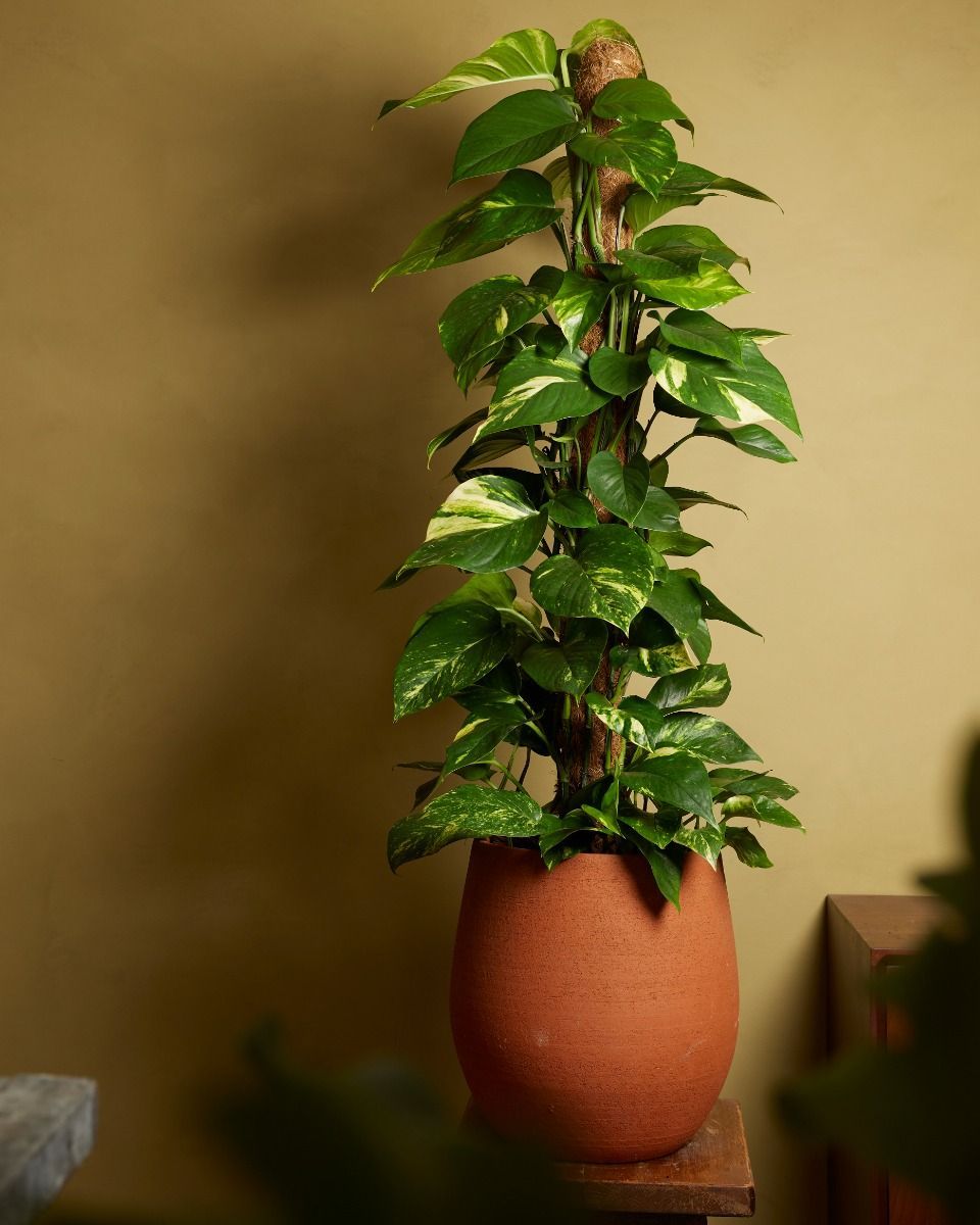 Scindapsus Efeutute Aureum