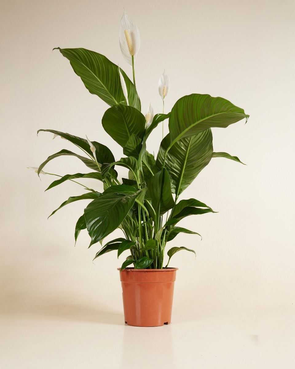 Spathiphyllum Friedenslilie Sweet Lauretta