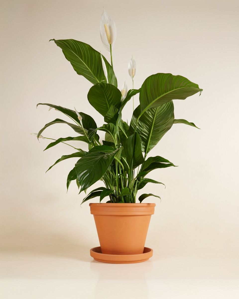 Spathiphyllum Friedenslilie Sweet Lauretta
