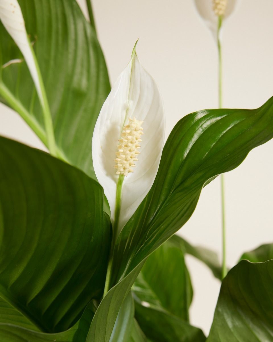 Spathiphyllum Friedenslilie Sweet Lauretta