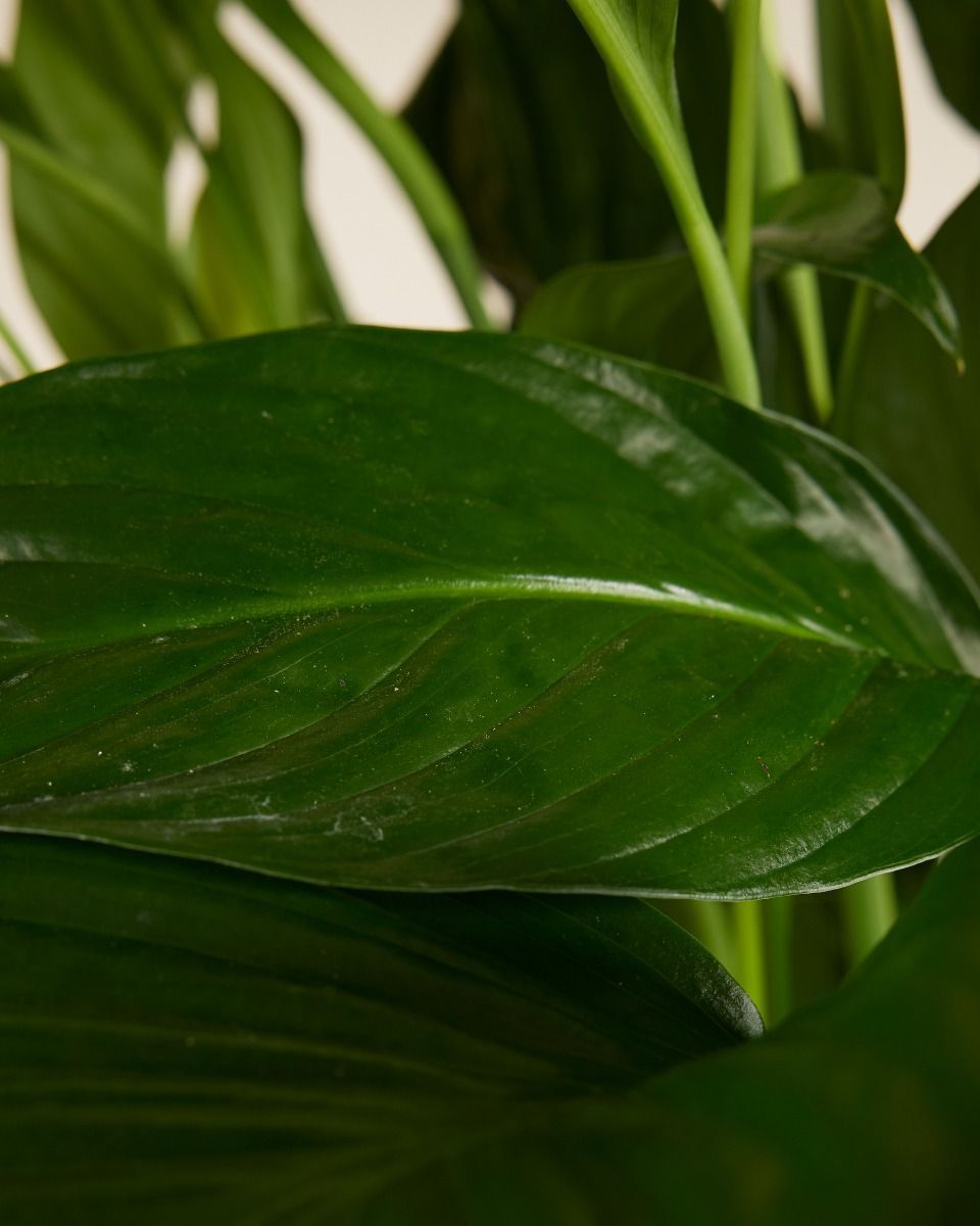 Spathiphyllum Friedenslilie Sweet Lauretta