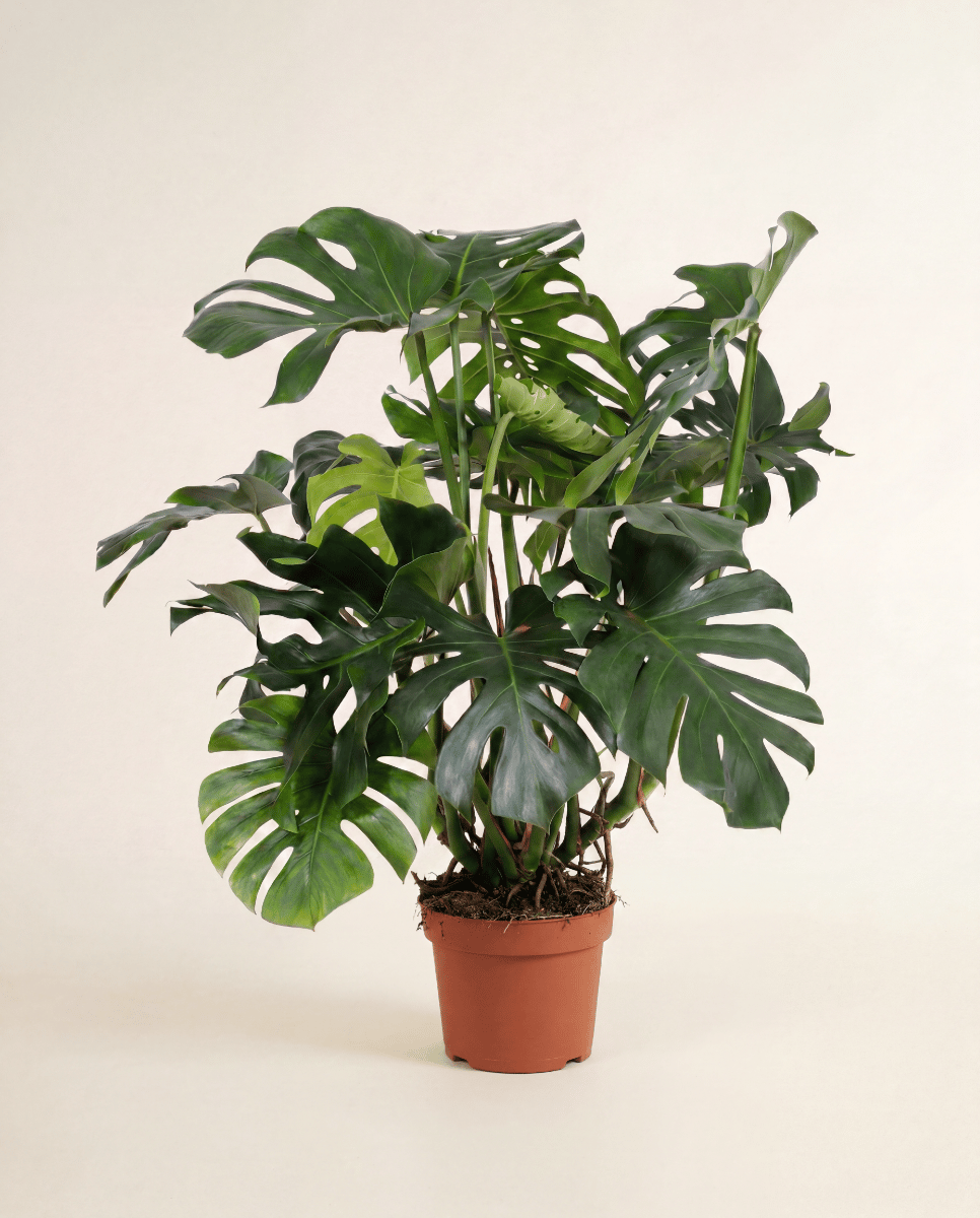 Monstera Fensterblatt Deliciosa