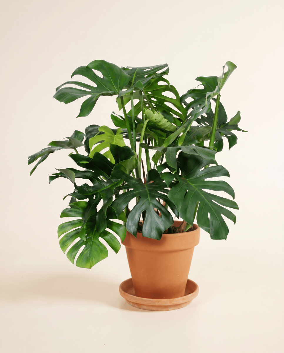 Monstera Fensterblatt Deliciosa