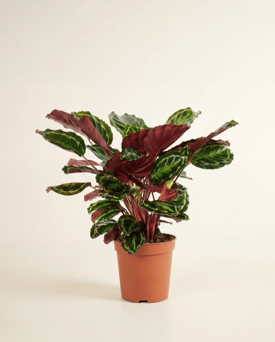 Calathea Korbmarante Medallion