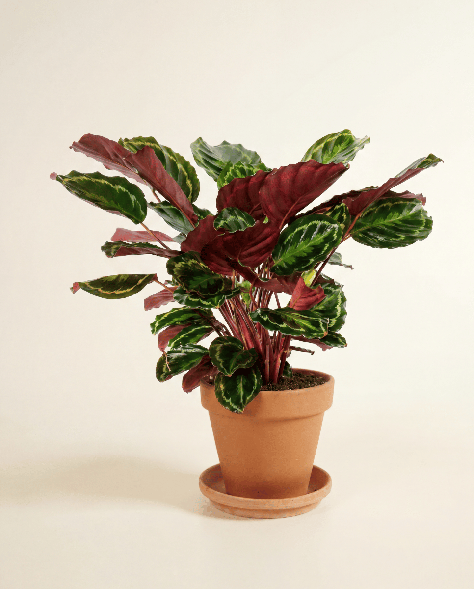 Calathea Korbmarante Medallion