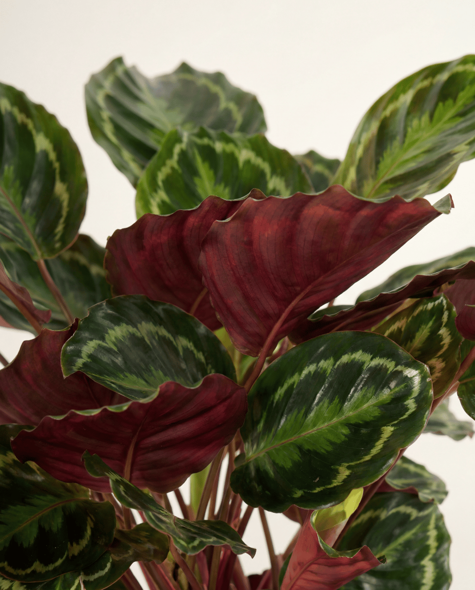 Calathea Korbmarante Medallion
