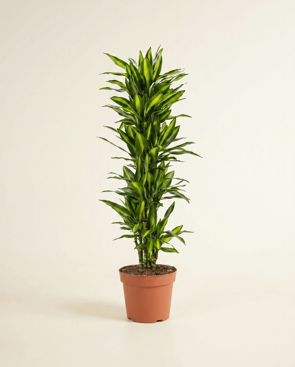 Dracaena Drachenbäume Cintho