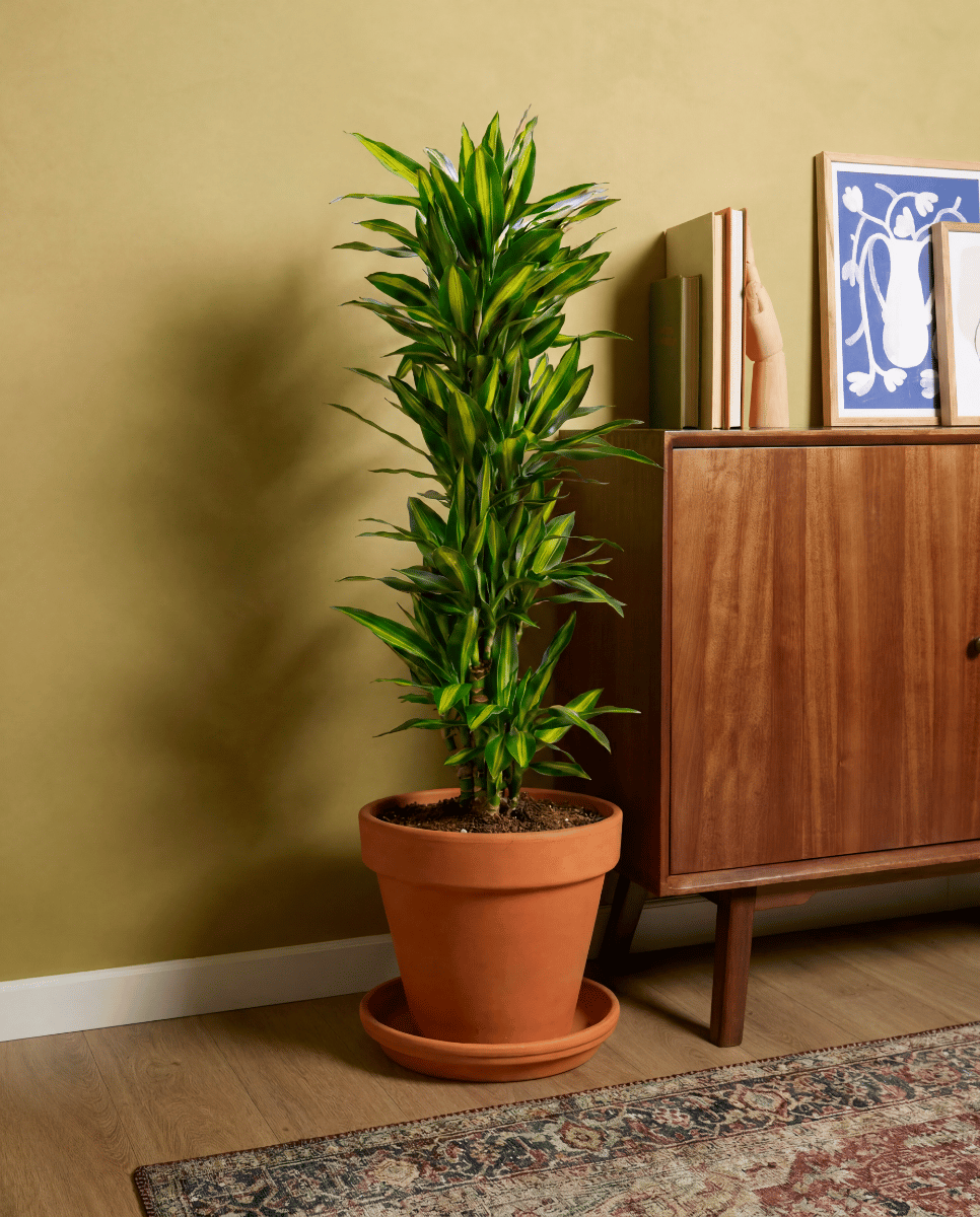 Dracaena Drachenbäume Cintho