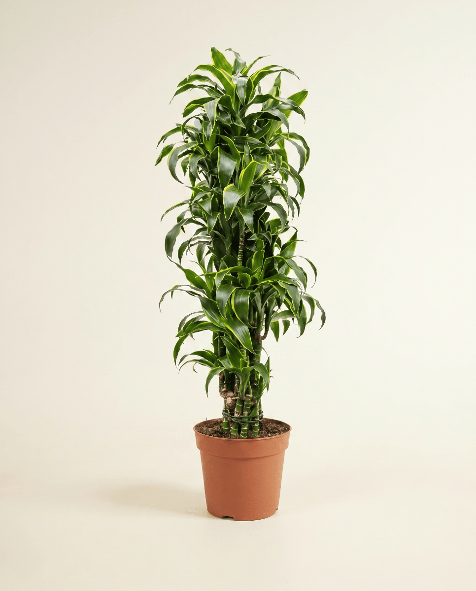 Dracaena Drachenbäume Dorado