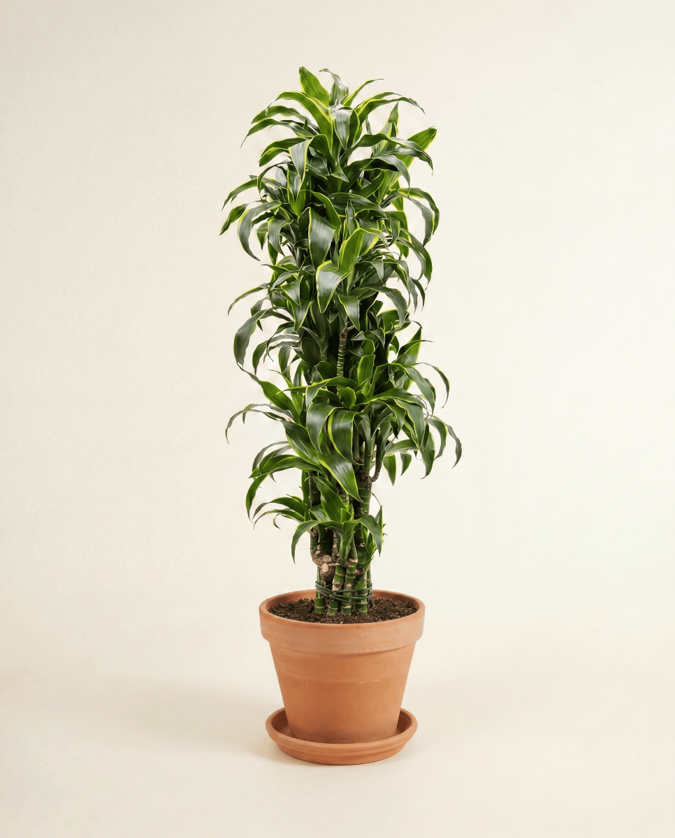 Dracaena Drachenbäume Dorado