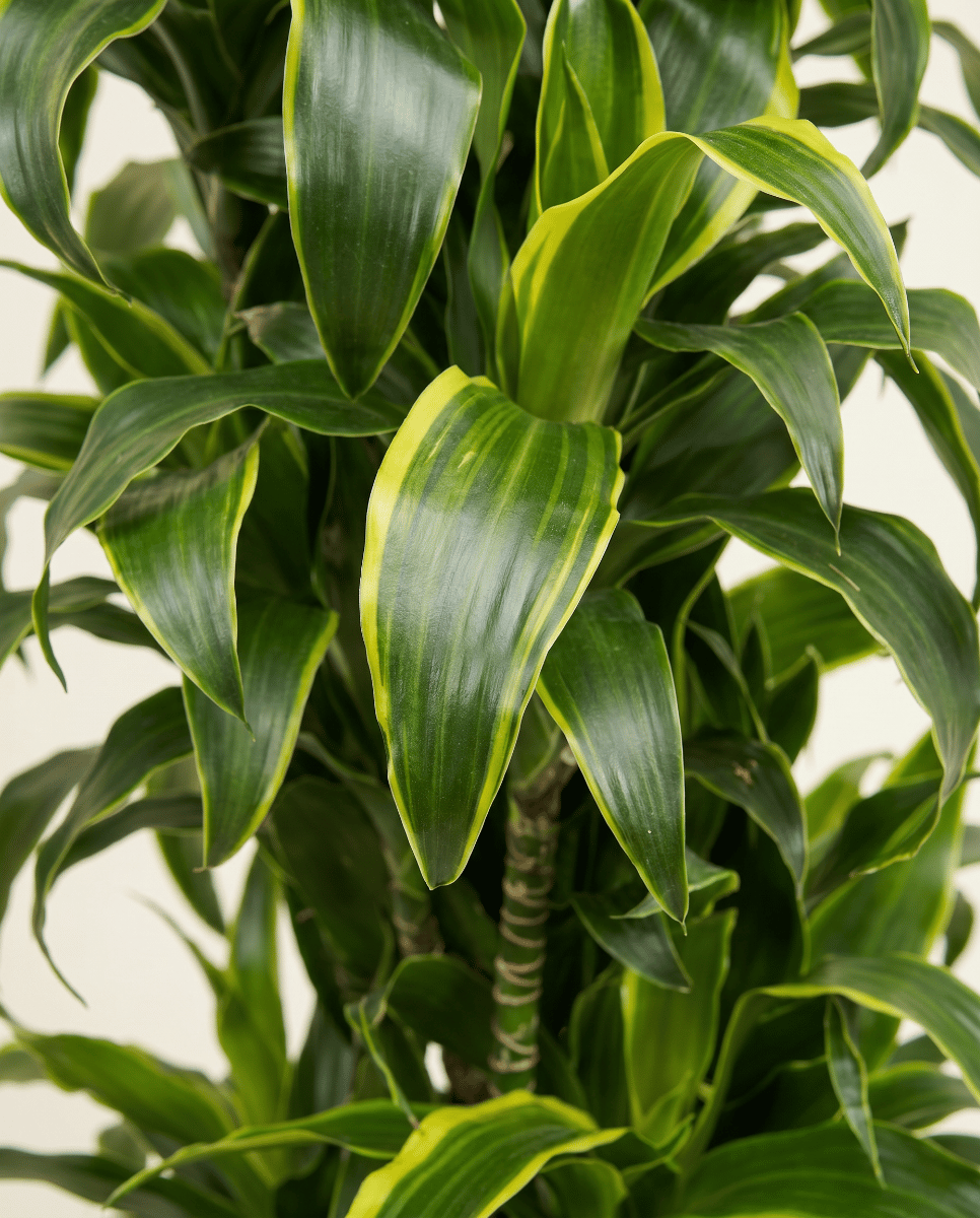 Dracaena Drachenbäume Dorado