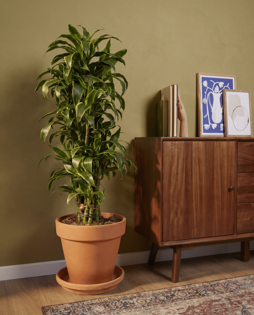 Dracaena Drachenbäume Dorado