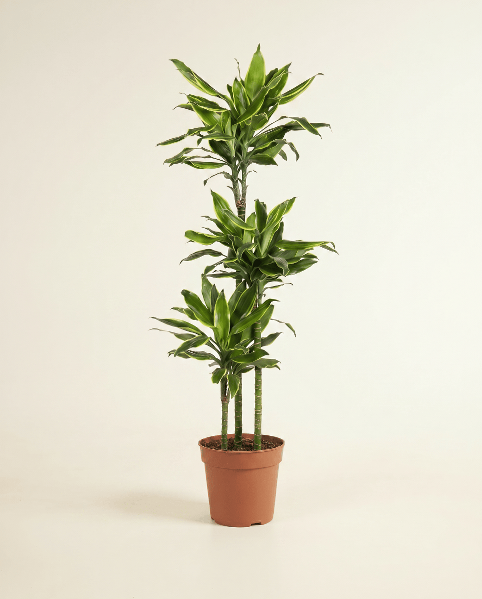 Dracaena Drachenbäume Golden Coast