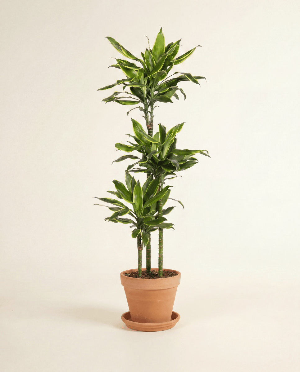 Dracaena Drachenbäume Golden Coast