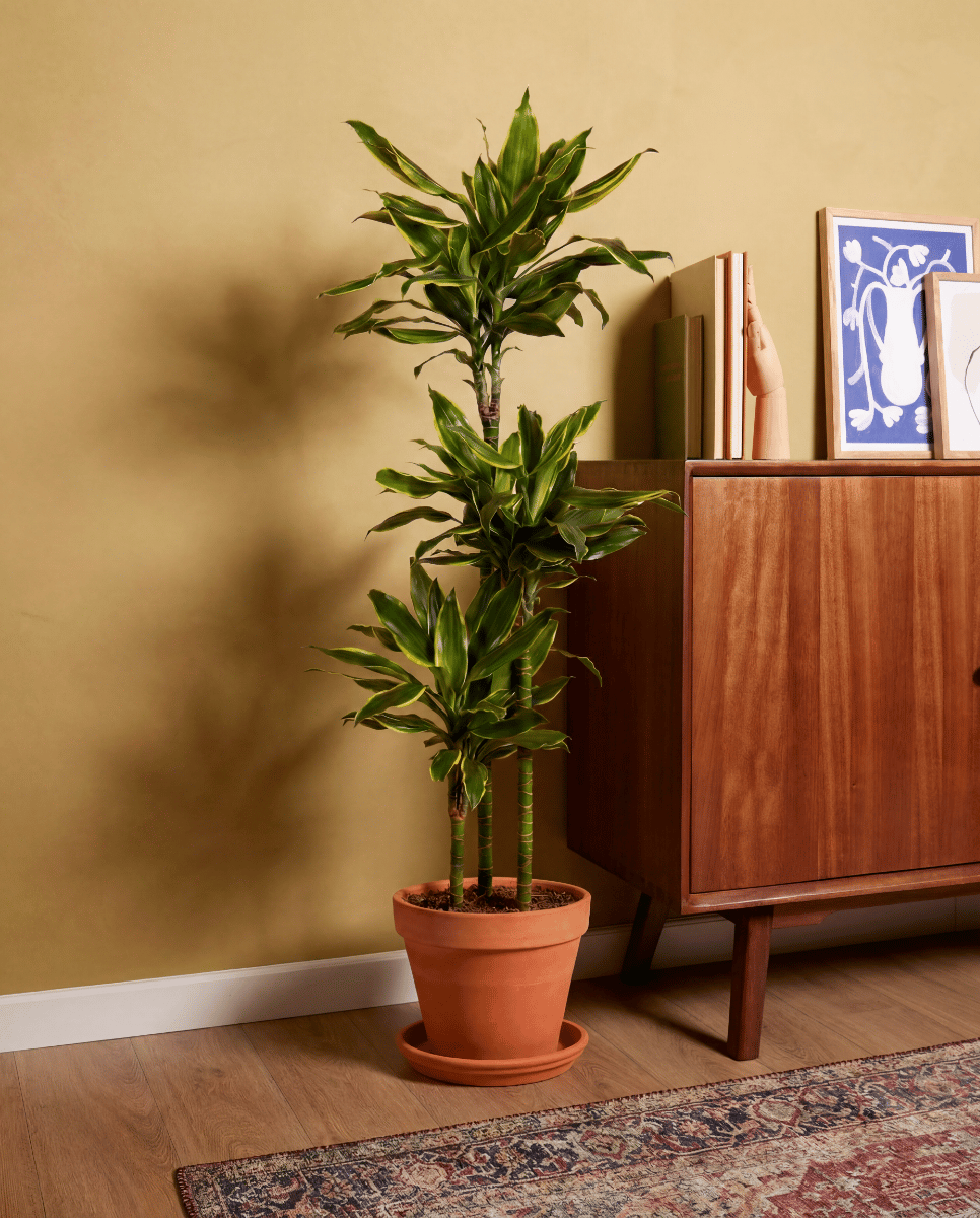 Dracaena Drachenbäume Golden Coast