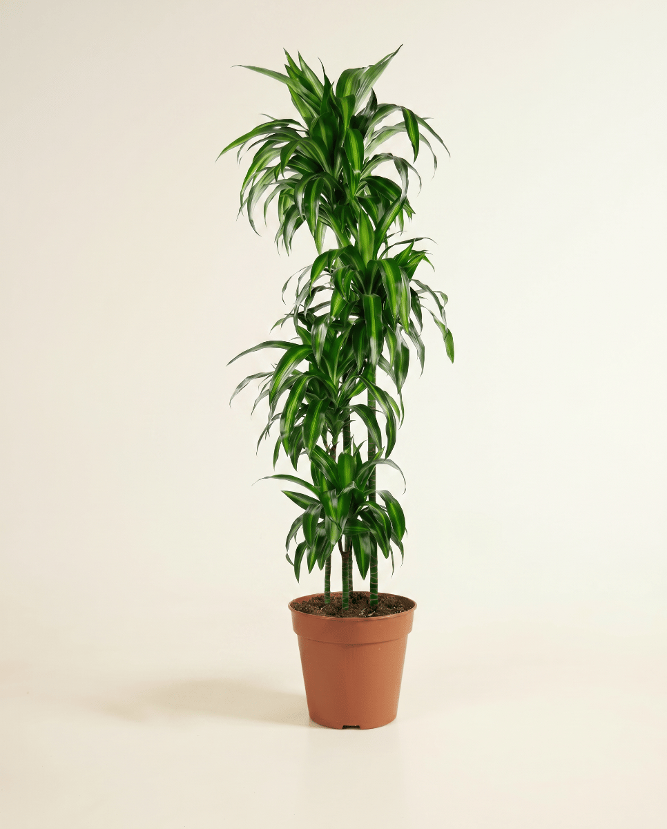 Dracaena Drachenbäume Hawaiian Sunshine