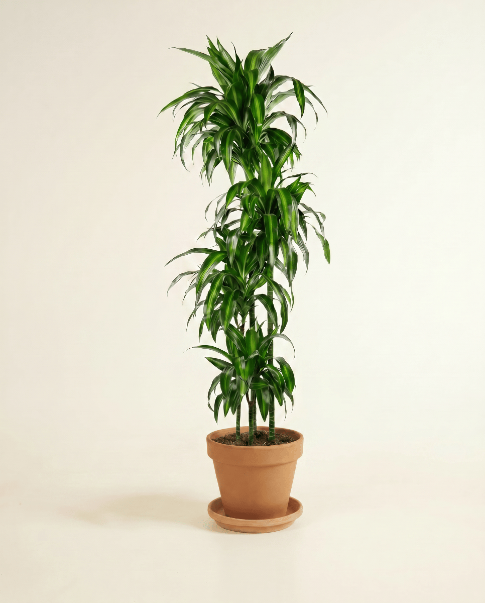 Dracaena Drachenbäume Hawaiian Sunshine